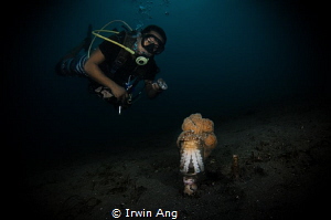 C O M B O 
Coconut octopus (Amphioctopus marginatus)
An... by Irwin Ang 